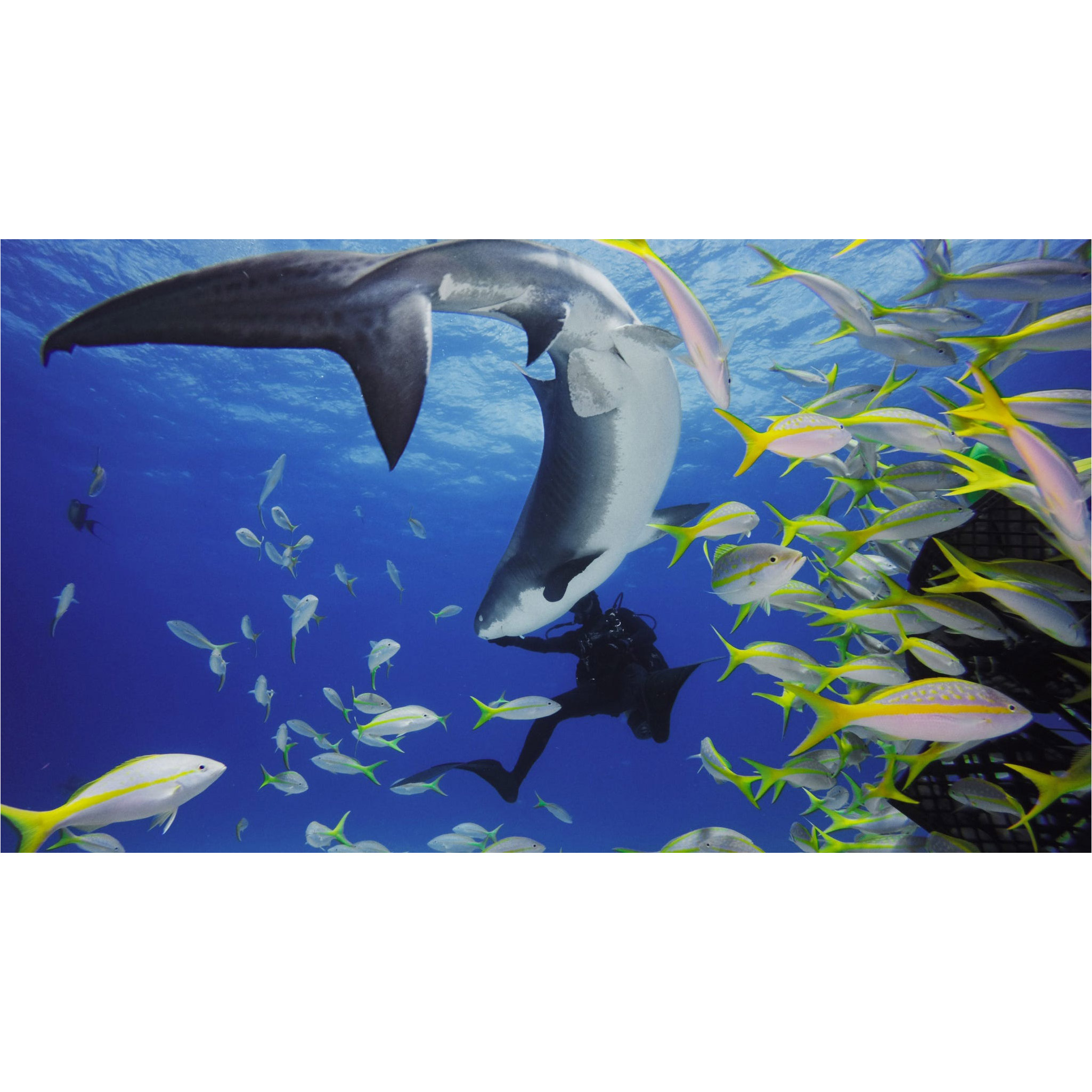 Підводний бокс GOPRO Dive Housing для HERO11 Black Mini (AFDIV-001)