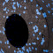 Массажный ролик SPRINGOS EPP 30x15cm (FR0007)
