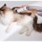 Набор для ухода за животными MOVA Pet Grooming G1Pro