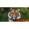 Проектор AOPEN Fire Legend QH31s Blue (MR.JYQ11.003)