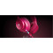 Ігрові навушники STEELSERIES Arctis Nova 7P Wireless Gen 2 Magenta (61746)