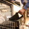 Мультипіч BRAUN TwinCook 5 TD 5053I Black